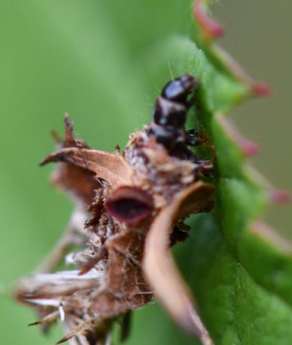 Canephora hirsuta